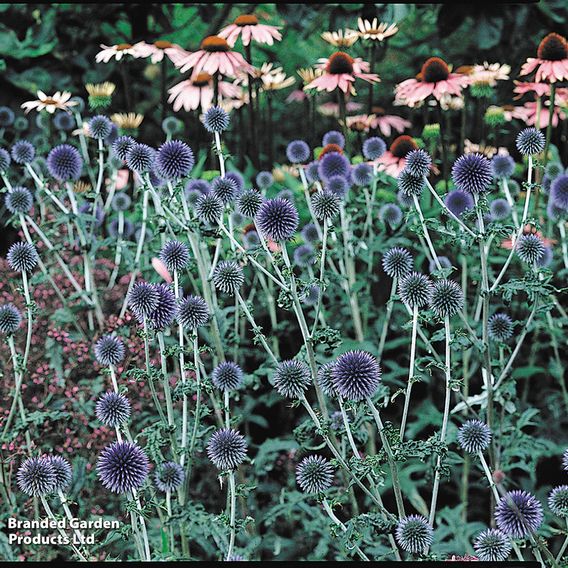 Echinops bannaticus 'Taplow Blue'
