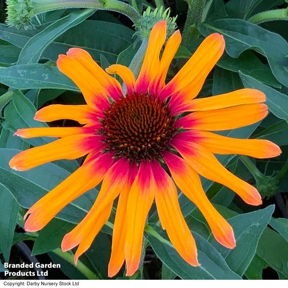Echinacea 'Sunseekers Tequila Sunrise'