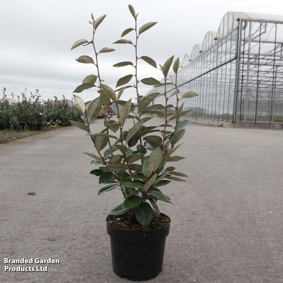 Elaeagnus ebbingei (Hedging)