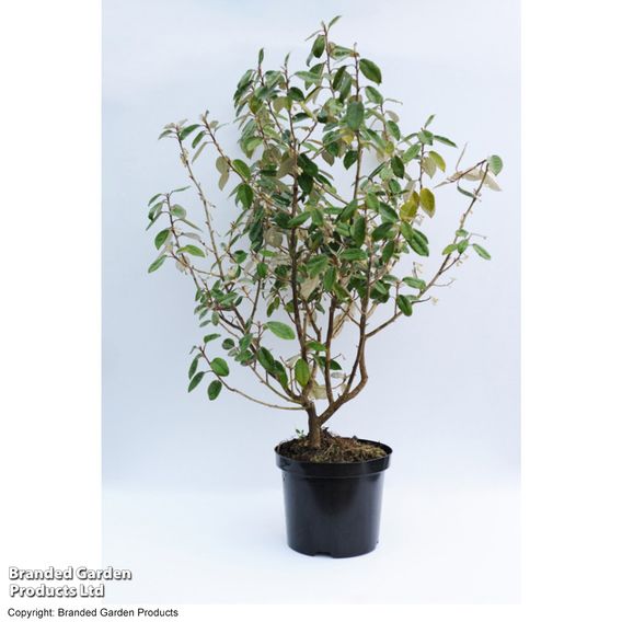 Elaeagnus ebbingei (Hedging)