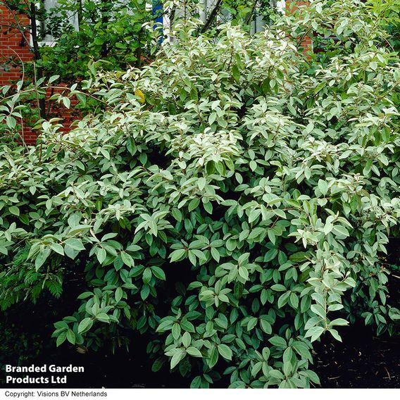 Elaeagnus ebbingei (Hedging)