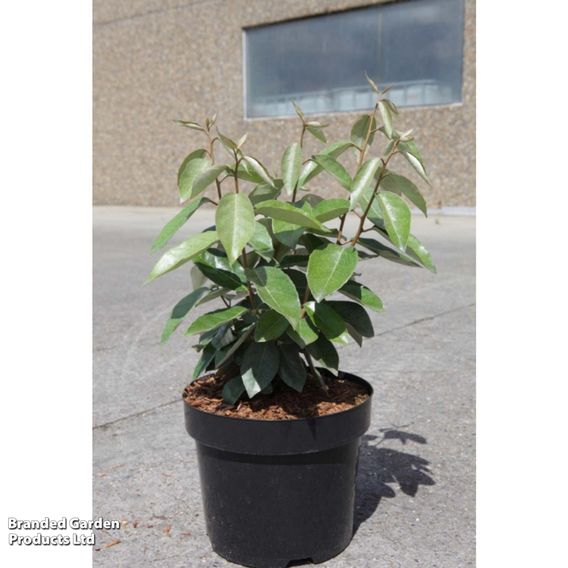 Elaeagnus ebbingei (Hedging)