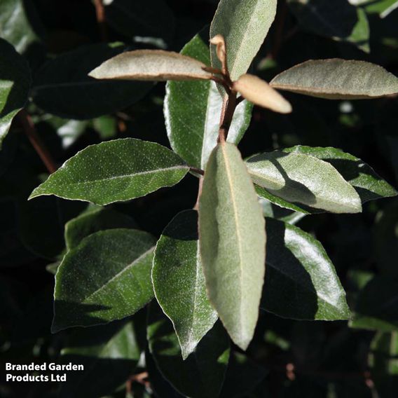 Elaeagnus ebbingei (Hedging)