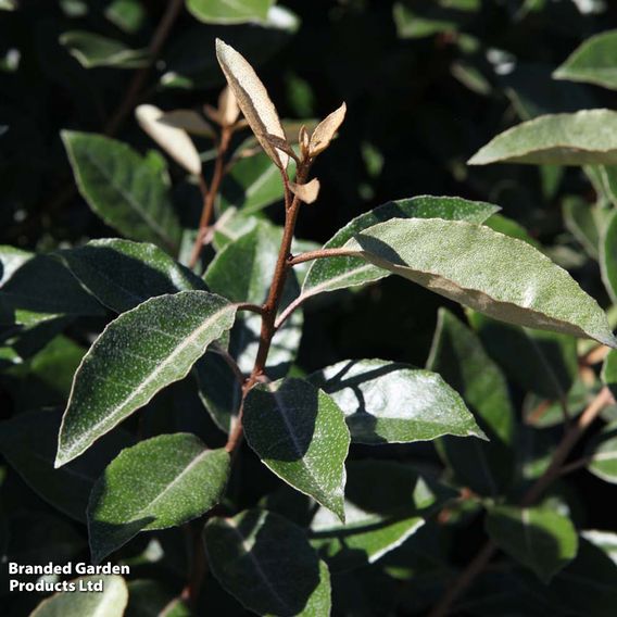 Elaeagnus ebbingei (Hedging)