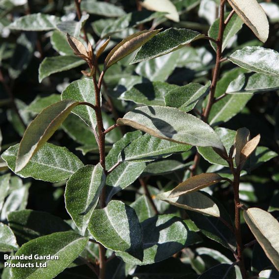 Elaeagnus ebbingei (Hedging)