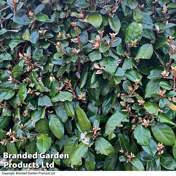 Elaeagnus ebbingei (Hedging)