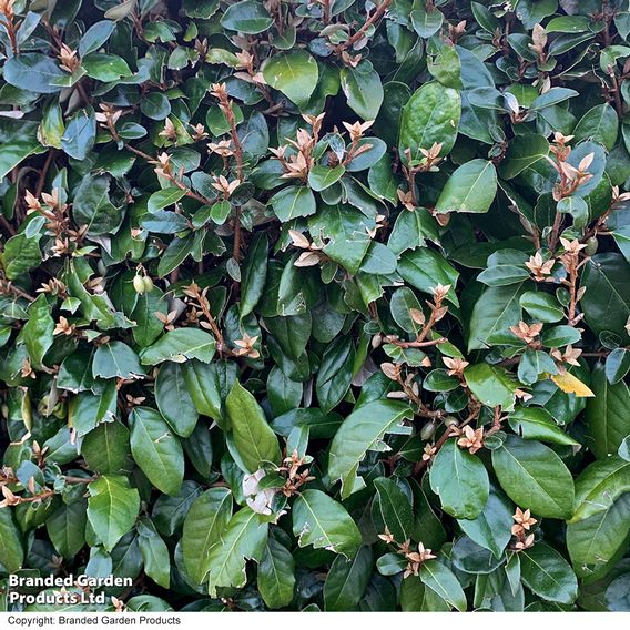 Elaeagnus ebbingei (Hedging)