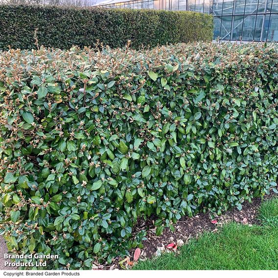 Elaeagnus ebbingei (Hedging)