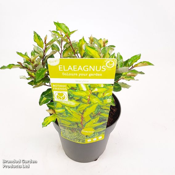 Elaeagnus ebbingei 'Maryline'