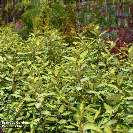 Elaeagnus ebbingei 'Maryline'
