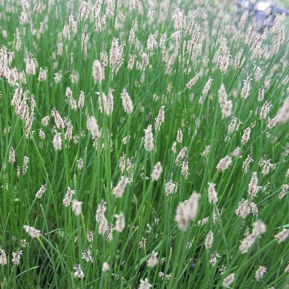 Eleocharis palustris (Marginal Aquatic)