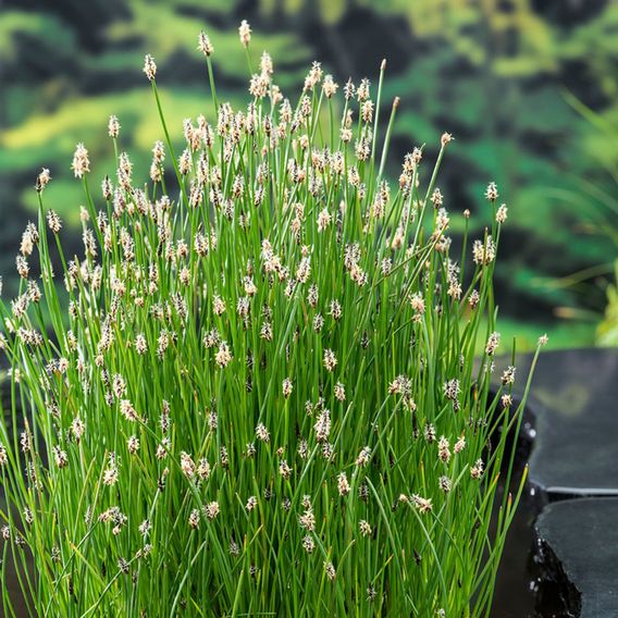 Eleocharis palustris (Marginal Aquatic)