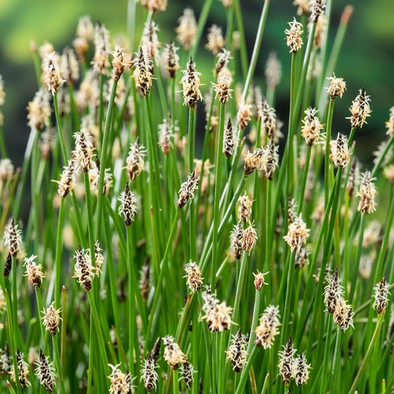 Eleocharis palustris (Marginal Aquatic)