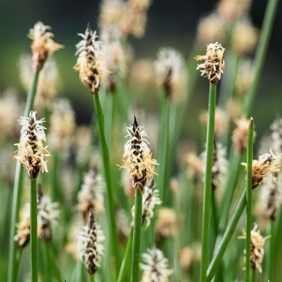 Eleocharis palustris (Marginal Aquatic)