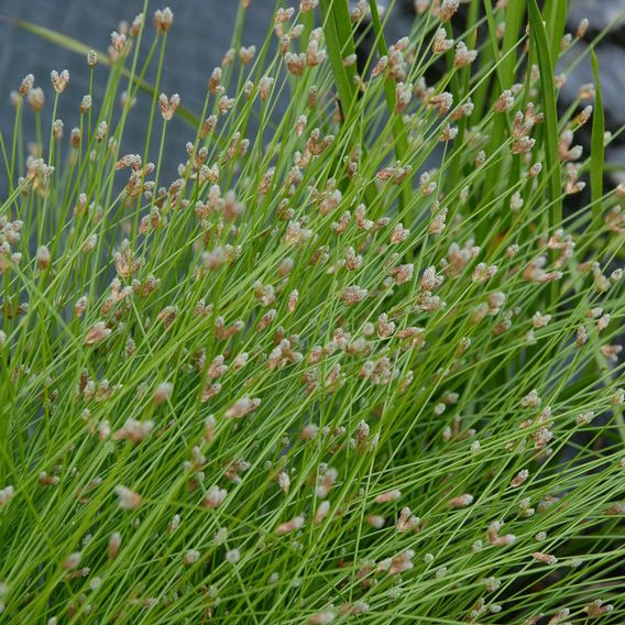 Eleocharis palustris (Marginal Aquatic)