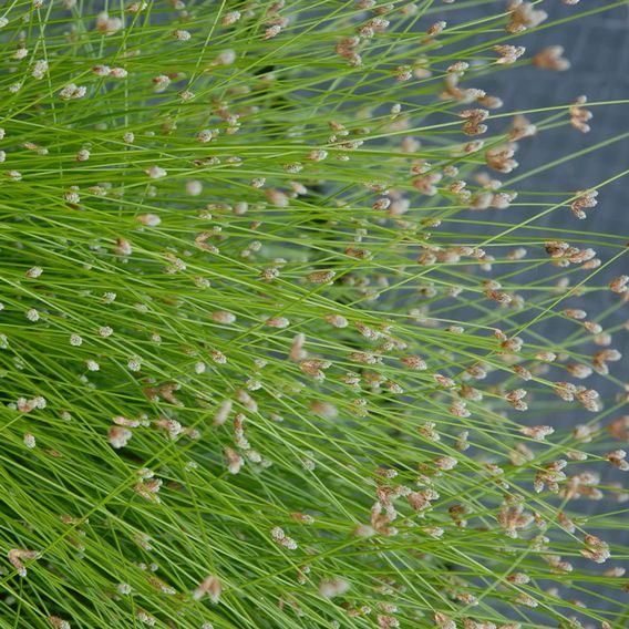 Eleocharis palustris (Marginal Aquatic)