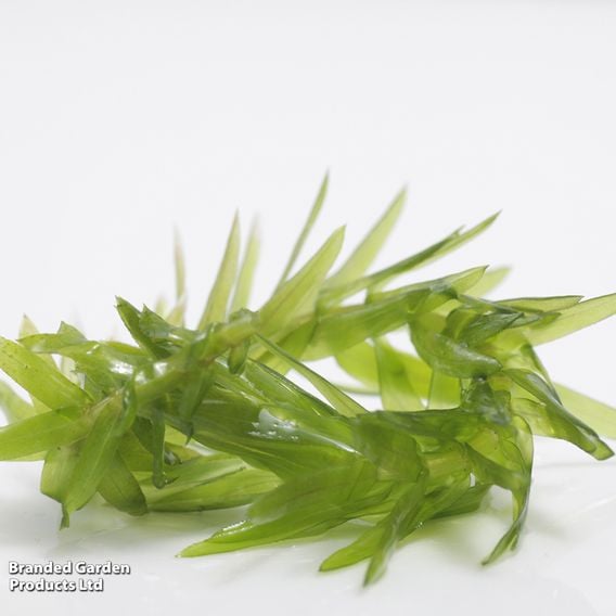 Elodea densa (Oxygenating Aquatic)
