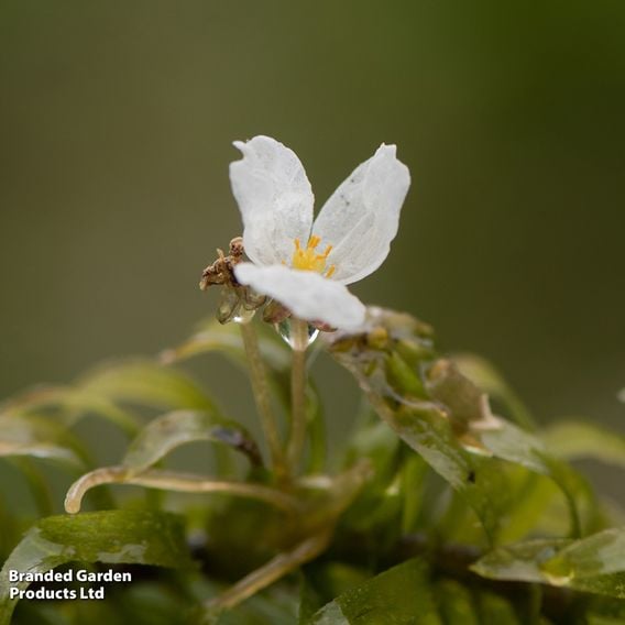 Elodea densa (Oxygenating Aquatic)