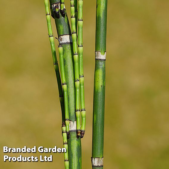 Equisetum japonicum (Marginal Aquatic)