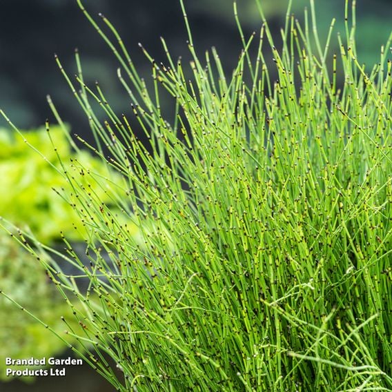 Equisetum scirpoides (Marginal Aquatic)