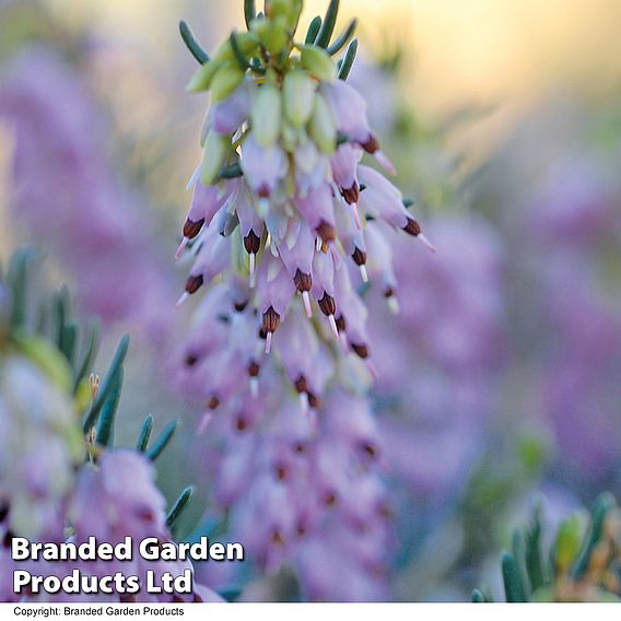 Erica x darleyensis 'Darley Dale'