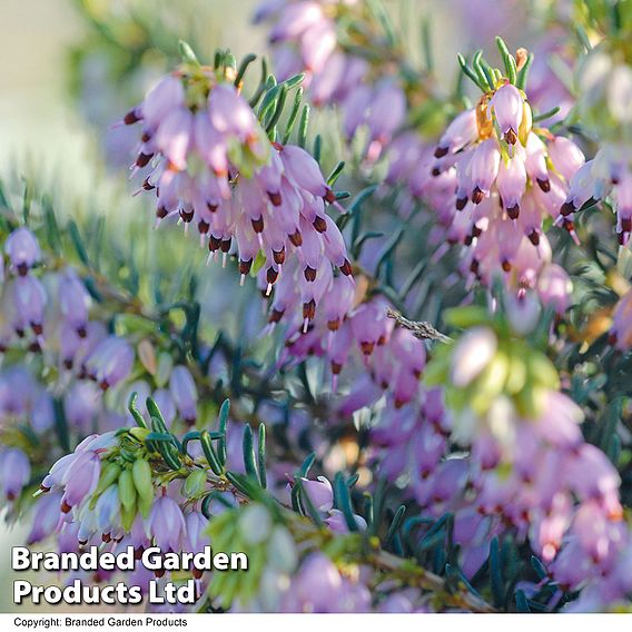 Erica x darleyensis 'Darley Dale'