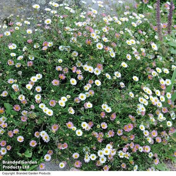 Erigeron 'Profusion' - Seeds