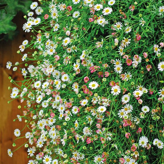 Erigeron 'Profusion' - Seeds