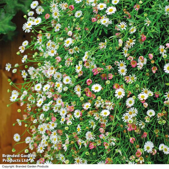 Erigeron 'Profusion' - Seeds