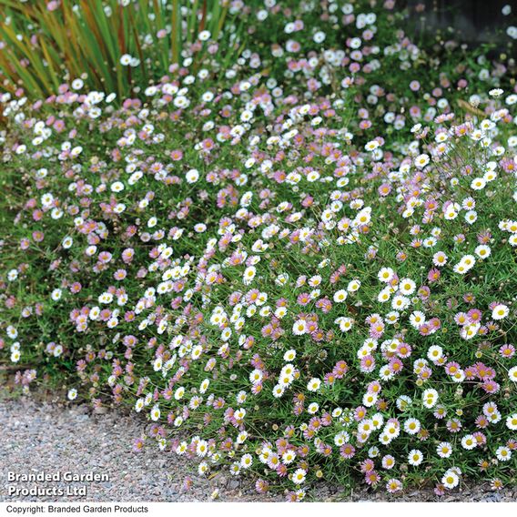 Erigeron 'Profusion' - Seeds