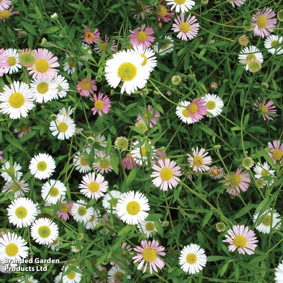 Erigeron 'Stallone'