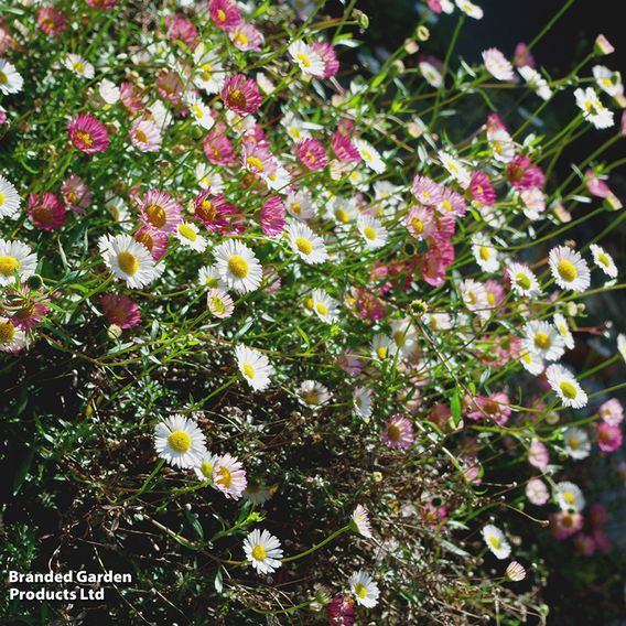 Erigeron 'Stallone'