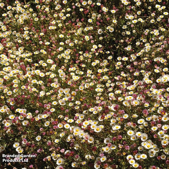 Erigeron 'Stallone'