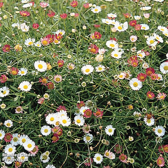 Erigeron 'Stallone'