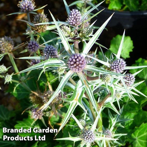 Eryngium variifolium 'Miss Marbel'