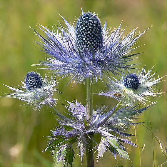 Eryngium Alpinum