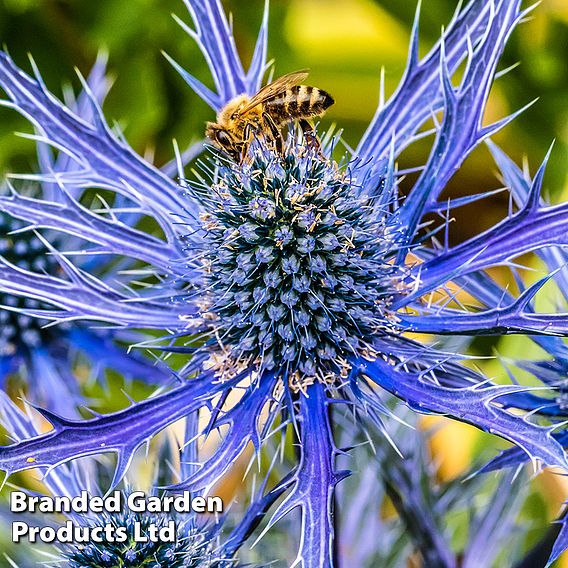 Eryngium Alpinum