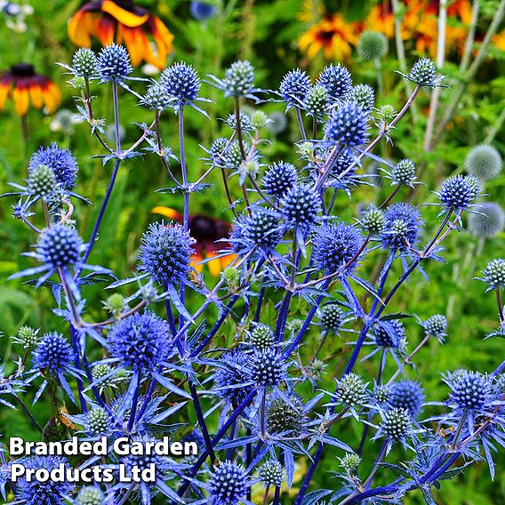 Eryngium Alpinum