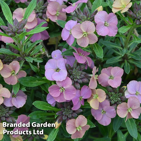 Erysimum 'Trio'