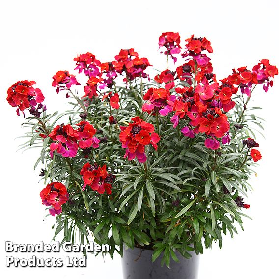 Erysimum 'Colour Vibe Red'