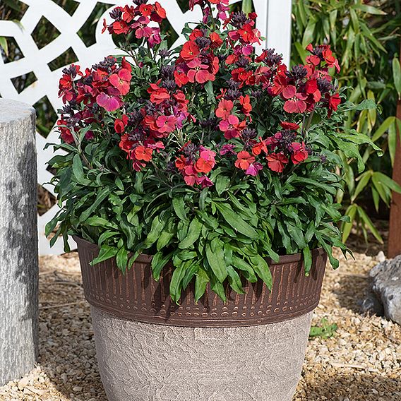 Erysimum 'Colour Vibe Red'