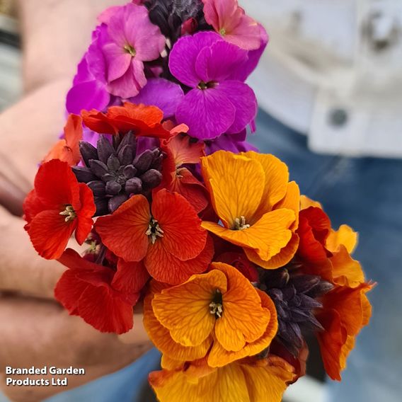 Erysimum 'Colour Vibe Collection'