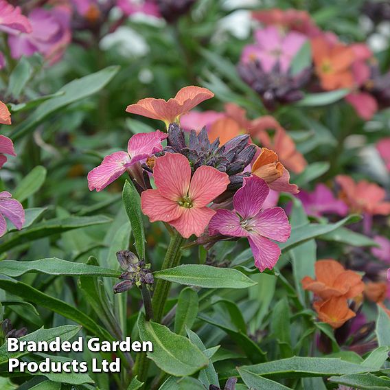 Erysimum 'Trio'