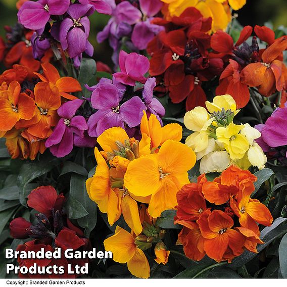 Wallflower 'Harlequin Mixed'