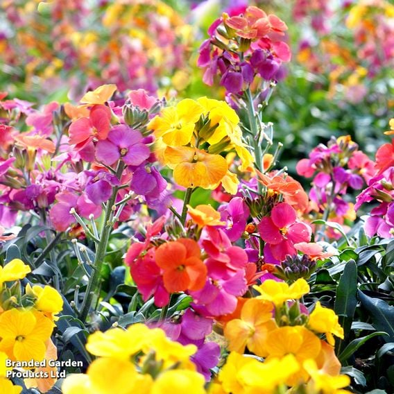 Wallflower 'Harlequin Mixed'