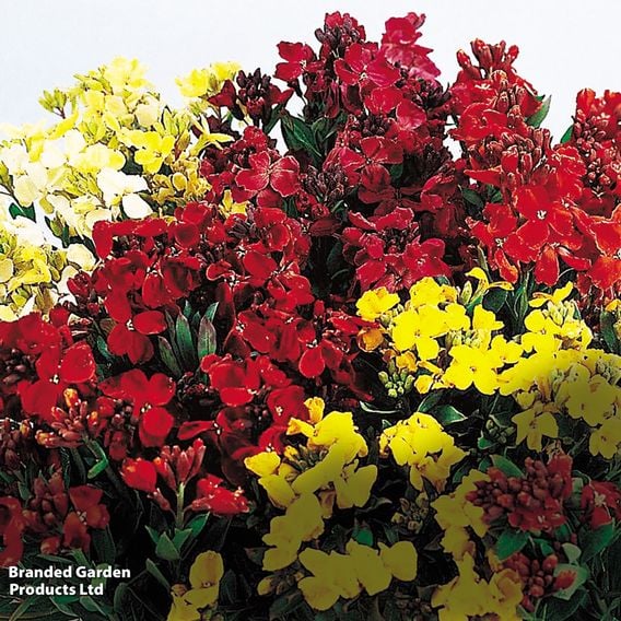 Wallflower 'Harlequin Mixed'
