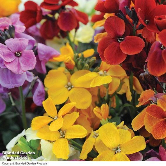 Wallflower 'Sugar Rush' Mix