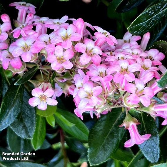 Escallonia 'Apple Blossom'