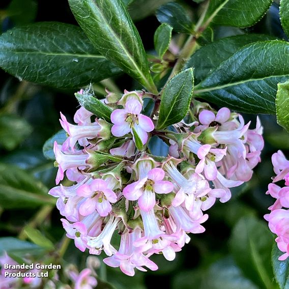 Escallonia 'Apple Blossom'