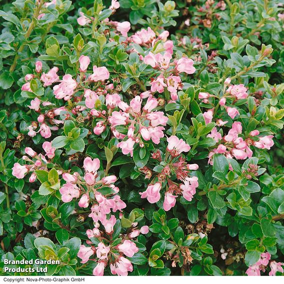 Escallonia 'Apple Blossom'